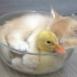 猫咪搂着小鸭子在碗中睡觉