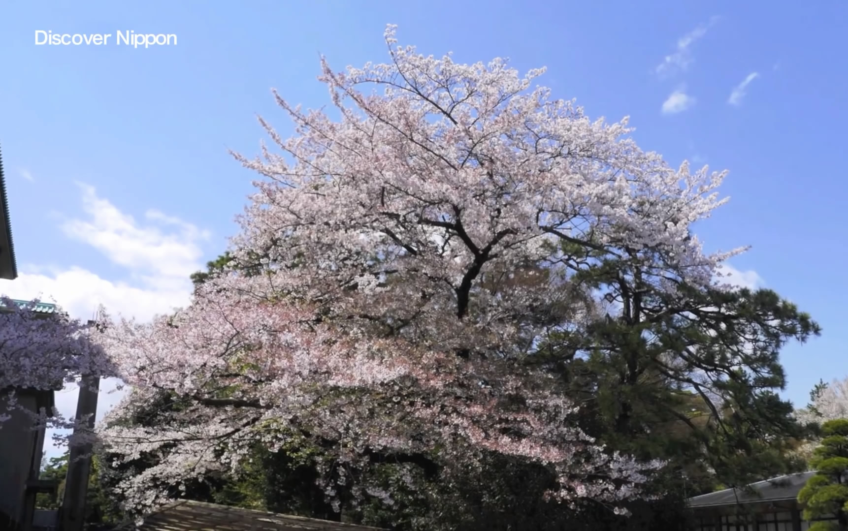 cherry blossom in imperial palace 东京皇居的樱花 日本の