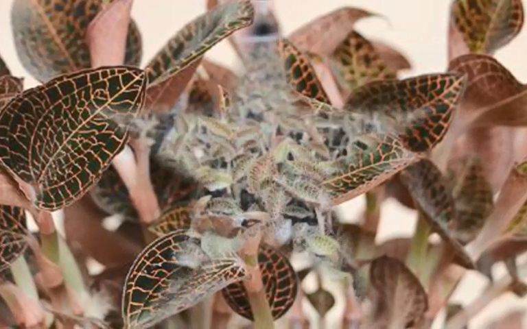 农博金草金线莲种植,为种植户的满意而努力