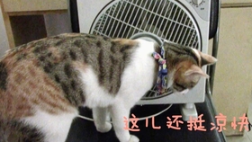 蒜头猫是什么猫 b460d685e9413e2e6b4144ad2a3d125705be46ba.jpg@280w_158h_1c_100q.jpg