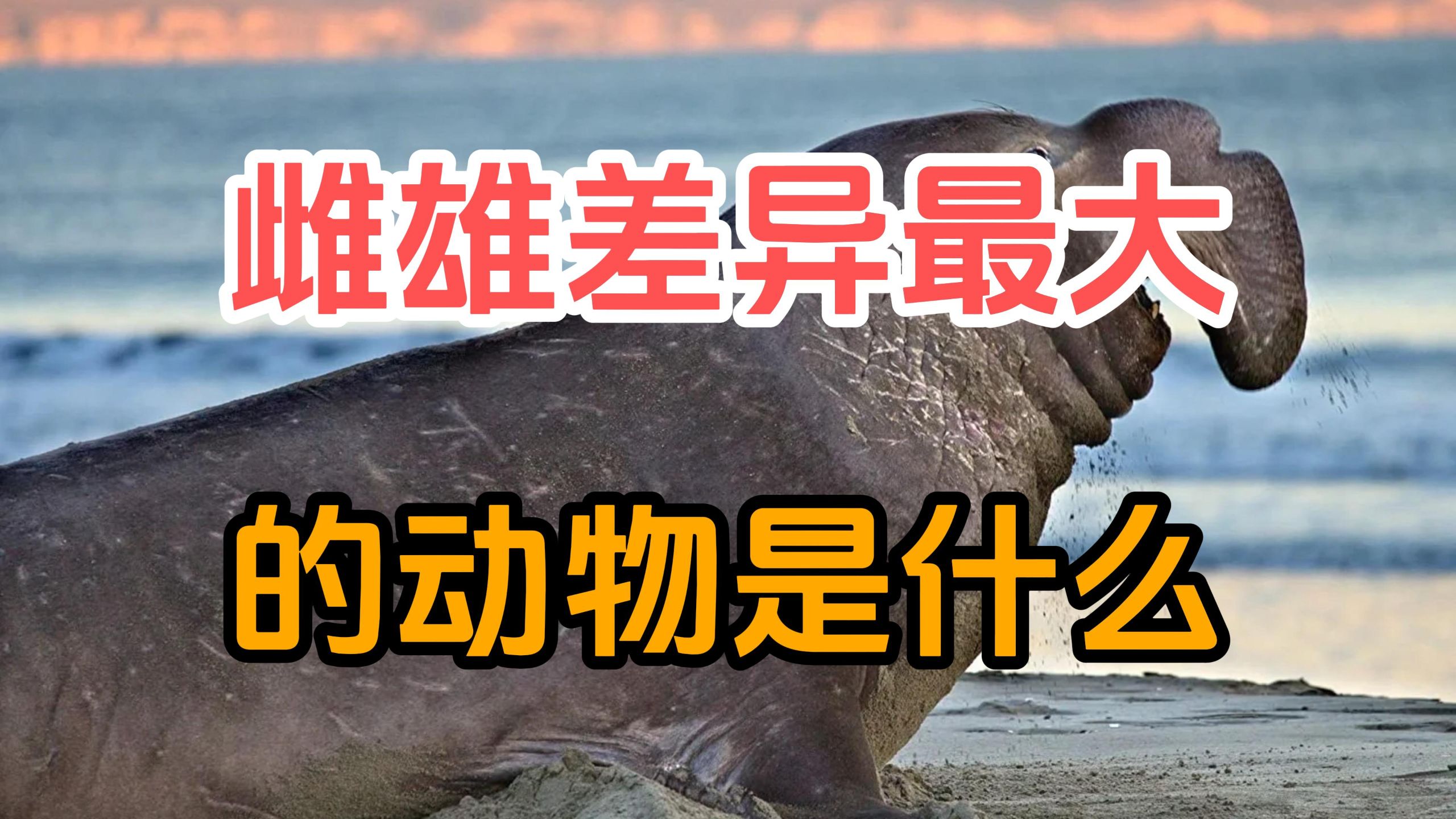 自然界雌雄差异最大的动物是什么？