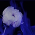 【文艺短片】克莱因蓝——极致的孤独与纯粹的浪漫