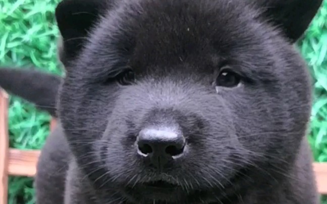 偷袈裟的黑熊精  纯种中华田园犬。