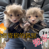 为秘密寄宿的狐狸母子搬家🦊（非自愿