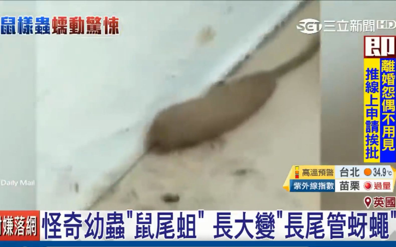 台湾省新闻:英国出现怪虫真名鼠尾蛆