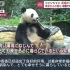 【日语新闻】【中日双语字幕】熊猫香香回国咯