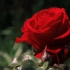 【绝美空镜｜花】各色玫瑰：红玫瑰，黄玫瑰，粉玫瑰……