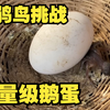 万物皆可推的杜鹃幼鸟，能否推动这重量级鹅蛋