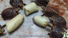 梦境迷踪，鱼、大乌龟与大蛇咬指流血的深层解析