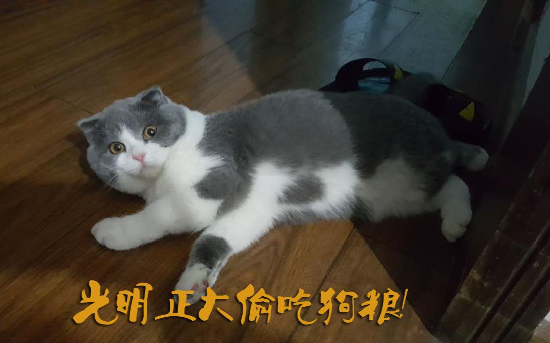 【花椒】一只光明正大偷吃狗粮的猫!