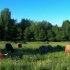 【高地牛】在牧场偷偷放摄像头 记录牛牛们的生活