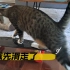 还有人不会滑板吗，猫老师来教了
