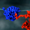 【3D演示】基因的转录、翻译、突变及PCR（原版+字幕版