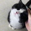 咪咪咪