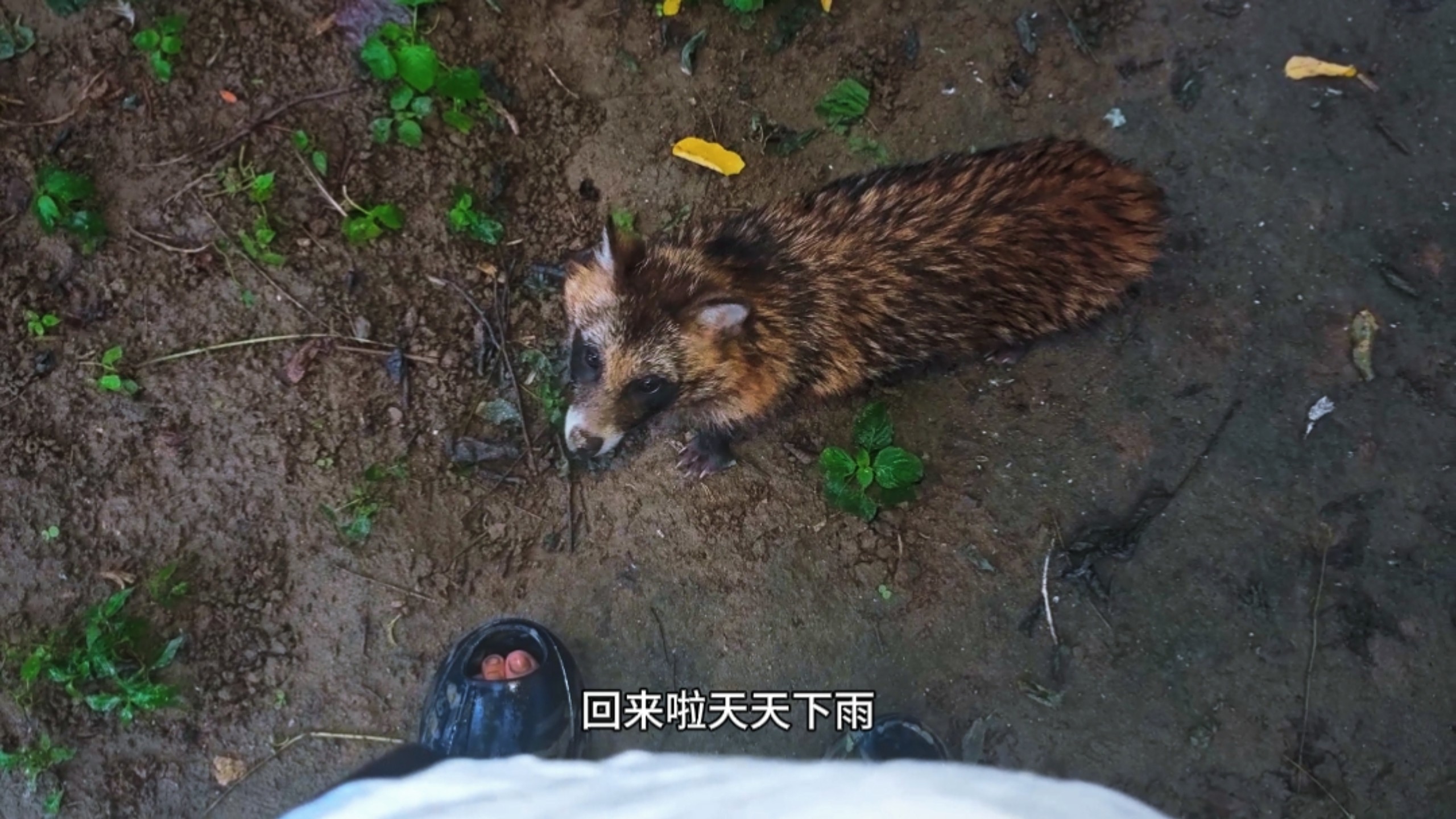 天气不好今天只有母貉子回来了，顺便去看看他们的窝！
