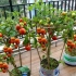 在家里的阳台种番茄，长势着实不错