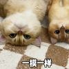 给我家猫咪做个了羊毛毡