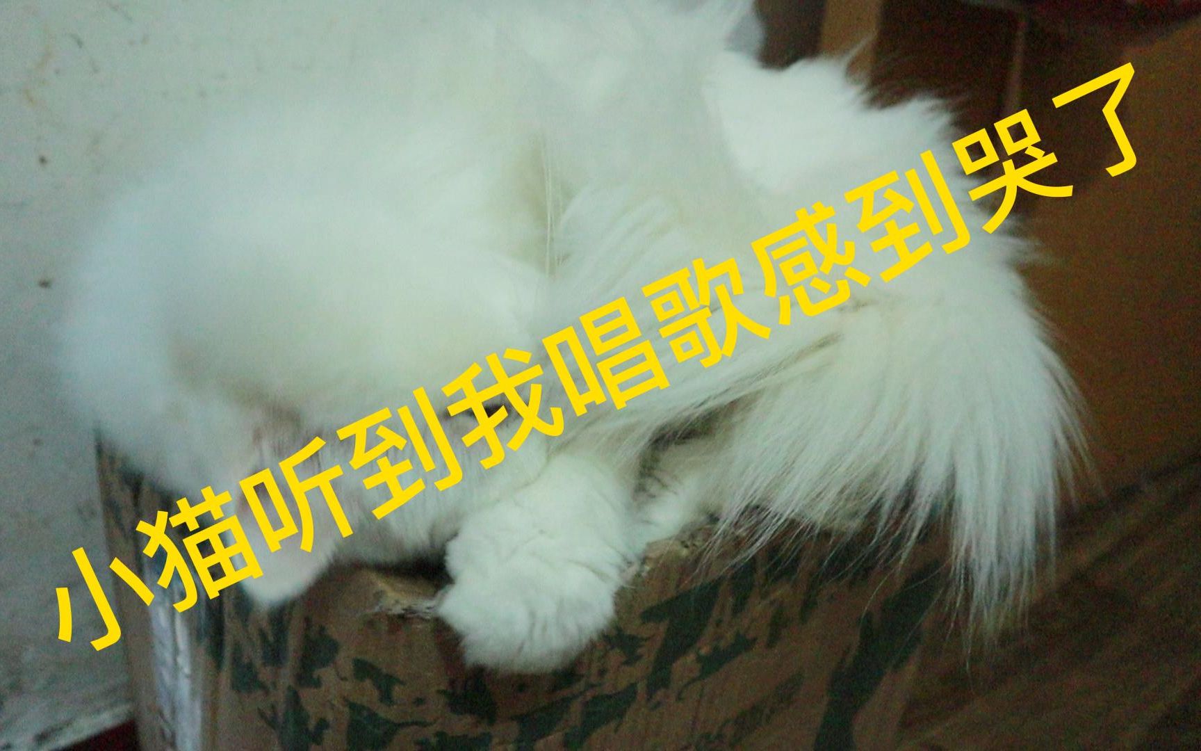 小猫听到我唱歌都感到哭了