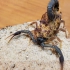 【蝎子】弗氏霍屯督蝎（Hottentotta franzwerneri）进食