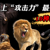 世界上“攻击力”最强的10种动物，被老虎咬一口会是什么结果