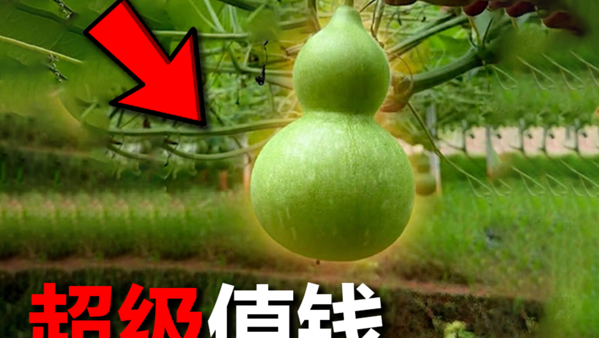如何用葫芦，赚大钱
