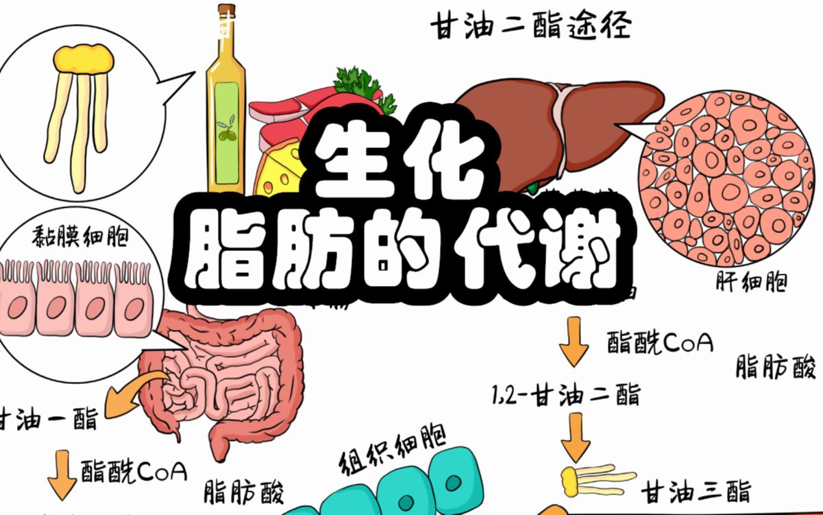 医学带背 8分钟掌握 生化考点 脂肪的一生