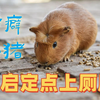 笼子臭到崩溃？3招教会荷兰猪上厕所！懒人铲屎官必备攻略