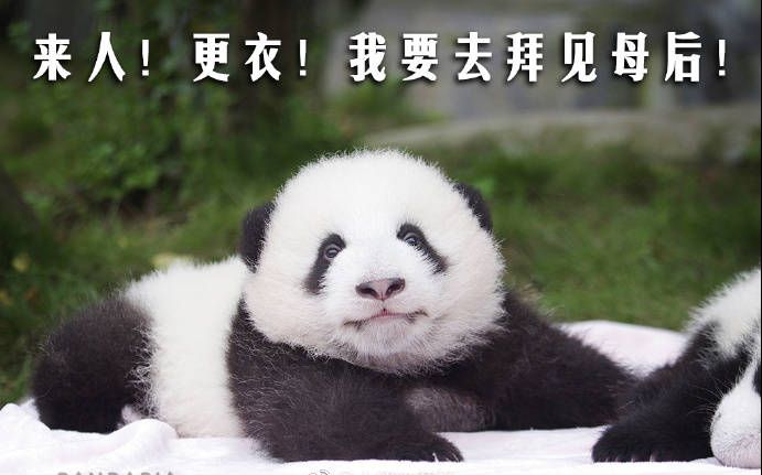 01.05《大熊猫福来》这像不像早上不愿意起床上学或者上班的你?