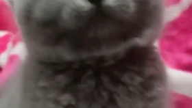 b5dff06c6ea9580267b399a8f9b0e71b5dd84b89.jpg@280w_158h_1c_100q.jpg