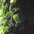 f13 4K高清画质唯美小清新阳光传过绿叶树叶野外大自然森林绿色环保保护环境空镜头视频素材