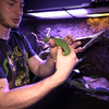 新品种毒蛇（亚洲贵宾）！被它咬一口后果会怎样