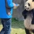 最嚣张大熊猫，叉腰熊猫火到国外，网友：它知道自己是国宝！