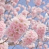 【4K】満開の春めき桜 (一の堰ハラネ)
