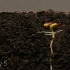 菜豆随土壤剖面的时间推移。说明植物的根和上部是如何生长的。