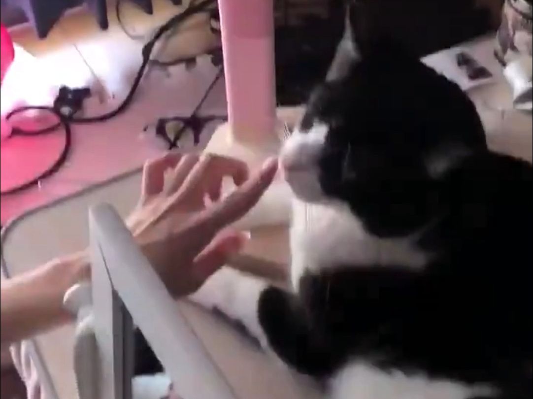猫咪和台灯实现“联通”，鼻子竟秒变台灯开关。网友：用一只猫开台灯的方法找到了！