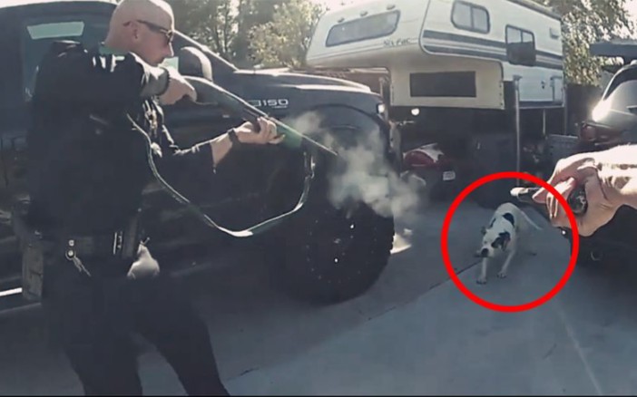 实拍：美国一宠物狗伤人后袭击警察 被霰弹枪近距离“爆头”！