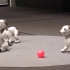 索尼全新索狗「aibo」动作演示1080 60FPS