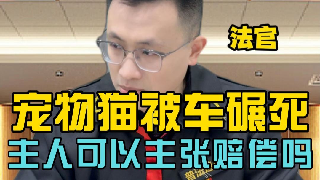 宠物猫被车碾死，主人可以找车主赔偿吗？