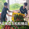 百果荔王荔枝界的巨无霸，果大惊人甜蜜无限#优质农产品 #新鲜特大荔枝 #源头好货 #果园直发