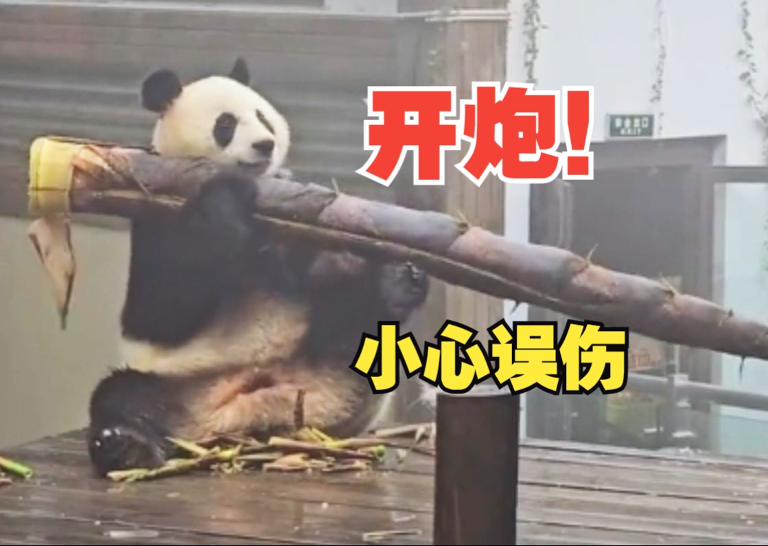 咱们就是说，有没有可能某些大熊猫是退役炮兵？