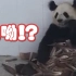 熊猫：真的，你别干了【动物园之星②】
