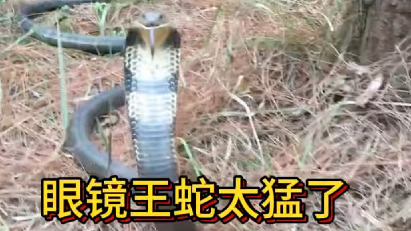 这家伙太猛了