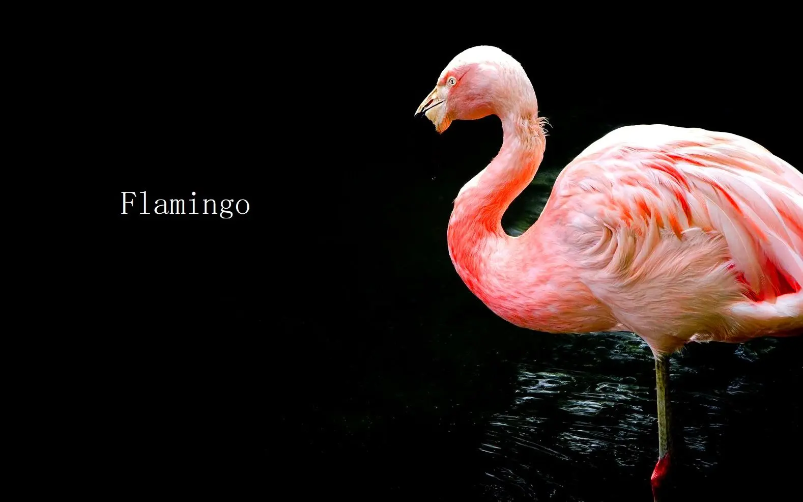 flamingo（火烈鸟） / 围巾君【翻唱】