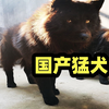 国产最贵土狗五红犬五黑犬价格过万，它们都是广东熊狗后代