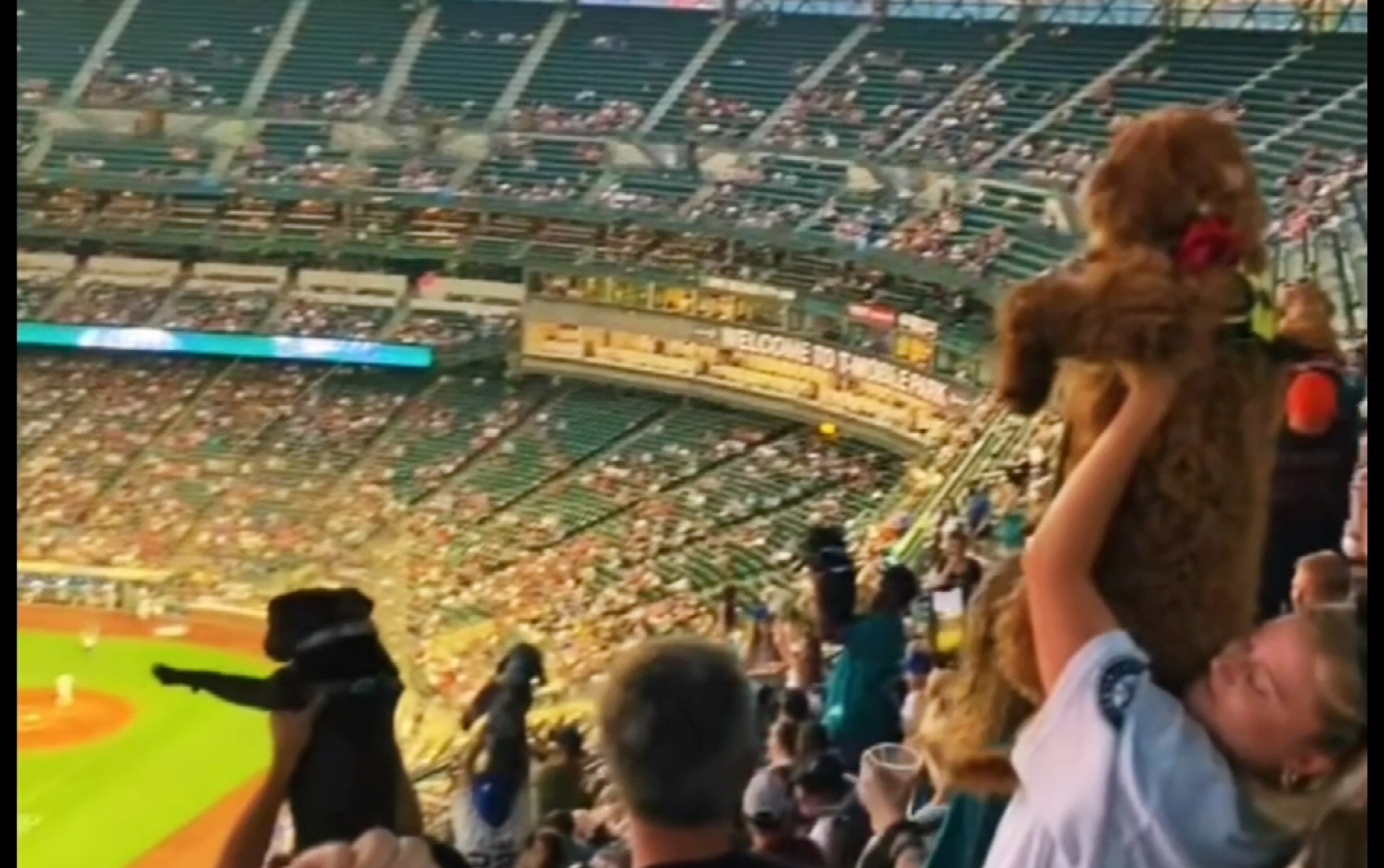 当棒球比赛场上响起了狮子王的主题曲，众人：是时候举起我们的狗子了