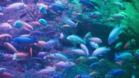 b6748c0be531f814cf0cdebcb3735d3f6e821e08.jpg@280w_158h_1c_100q.jpg