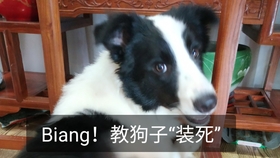 怎么教狗狗定点大小便最快 b683cfc3bed11f13d989994b18e634f98576a293.jpg@280w_158h_1c_100q.jpg