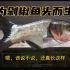 居然有人培育出剁椒鱼头专用鱼，养在鱼缸是什么体验？