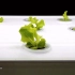 欧林泽大型家用无土栽培水培种植机智能种植神器家用室内蔬菜种植机蔬菜瓜果智能种植