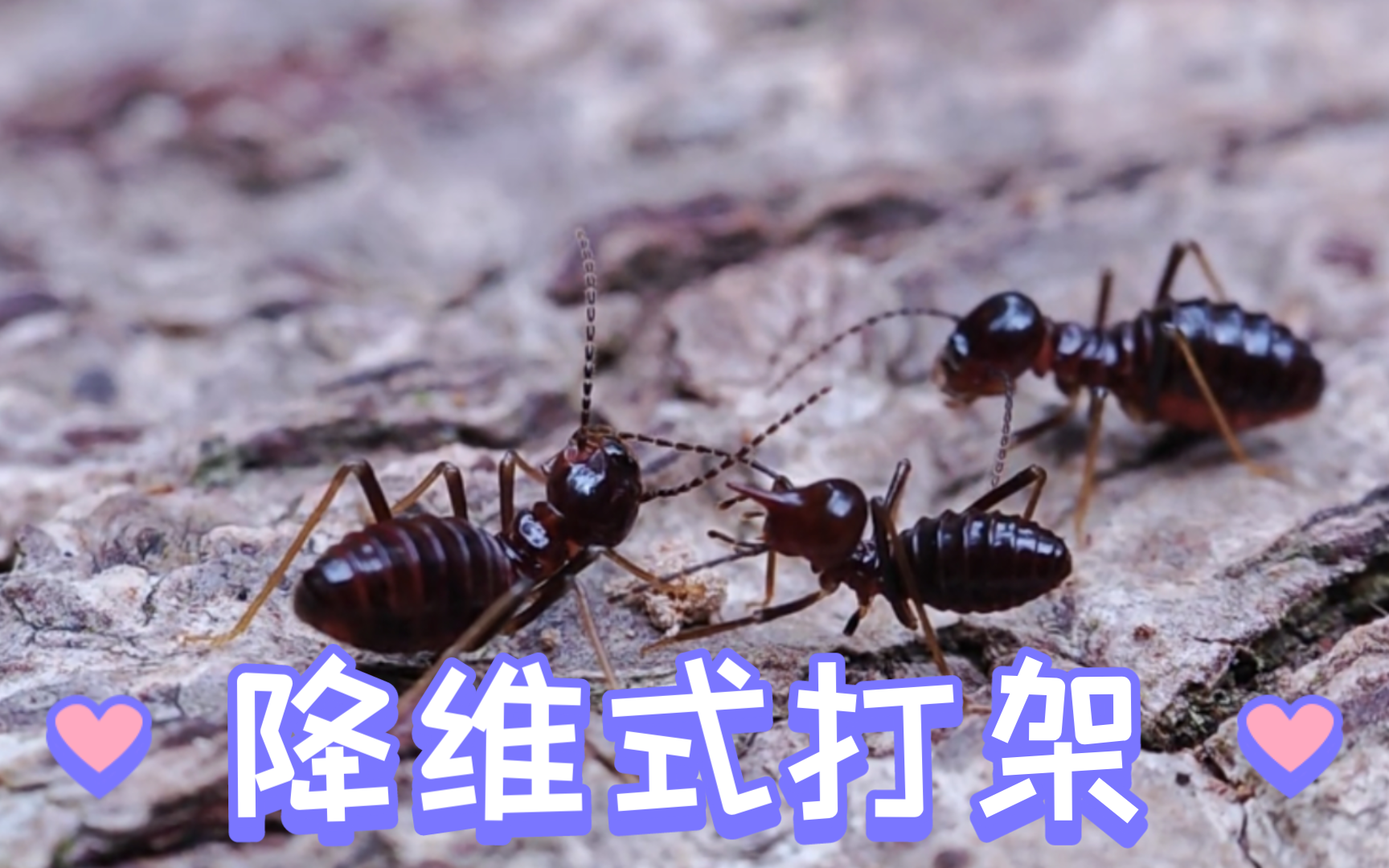 拥有降维式打击的象白蚁中的须白蚁在我们人类面前却非常的脆弱